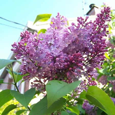 La Tulipe Perigourdine *