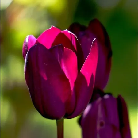 بيت ضيافة La Tulipe Perigourdine