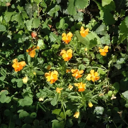 La Tulipe Perigourdine *