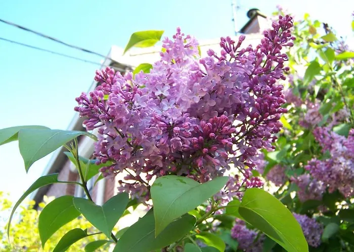 La Tulipe Perigourdine *