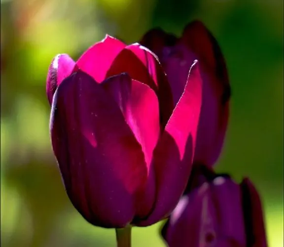 Penzion La Tulipe Perigourdine