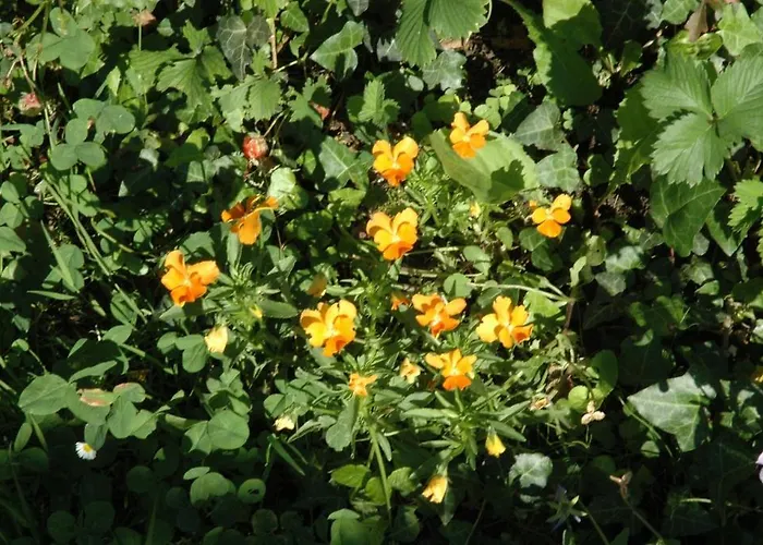 La Tulipe Perigourdine *